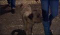 dr dolittle 3-avi_1000_275.jpg